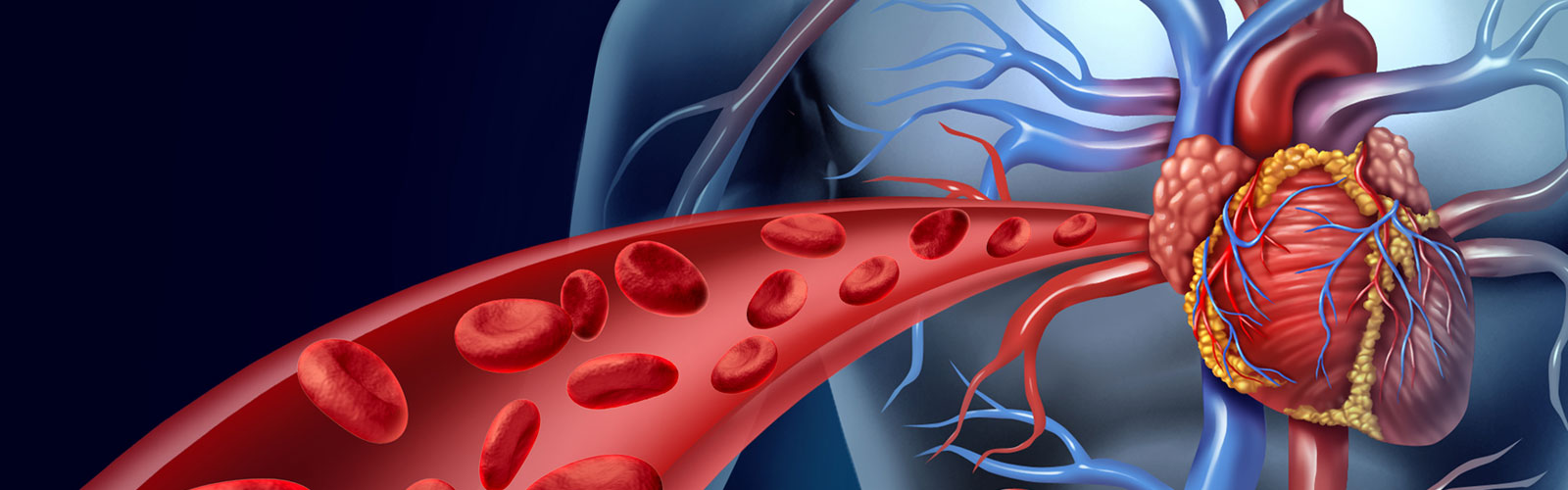 heart-blood-vessels-arc-nutrition