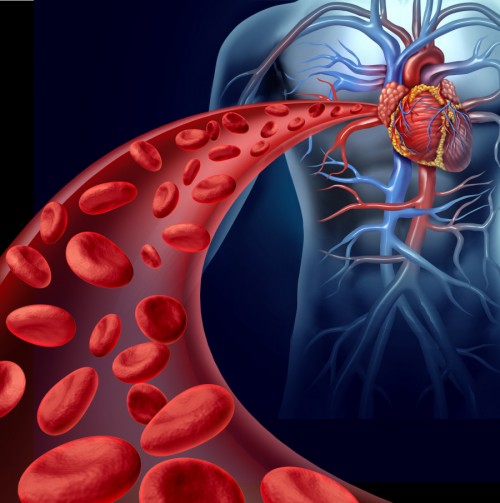 Blood Flow and Tissue Growth – The Bad and the Good - ARC Nutrition